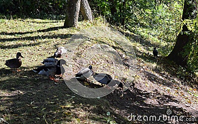 Wild duck - mallards on the shore of the pond Stock Photo