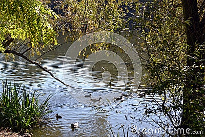 Wild duck - mallards on water of the pond Stock Photo