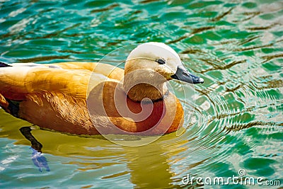 Wild duck Ogar on the lake. Close-up Stock Photo