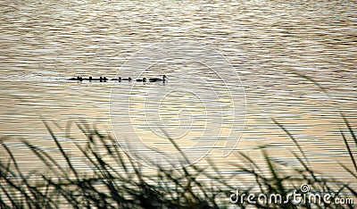 Wild duck paradise Stock Photo