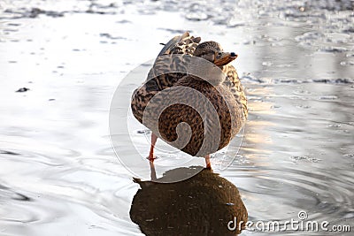 Wild duck in the pond. Closeup of a mallard female duck Stock Photo