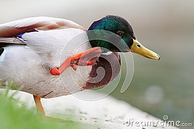 Wild duck scratching its head Stock Photo