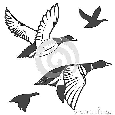 Wild duck Vector Illustration