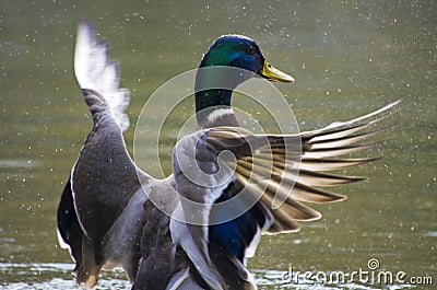 Wild duck spreading wings Stock Photo