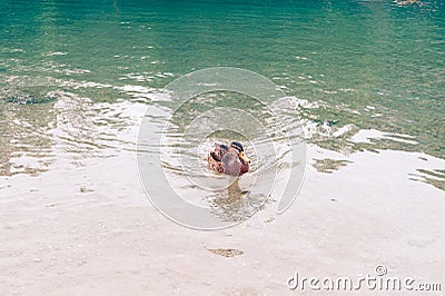 wild duck on the surface of a beautiful lake. Stock Photo