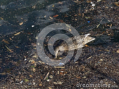 Wild duck swimming in plastic rubbish garbage sea Stock Photo