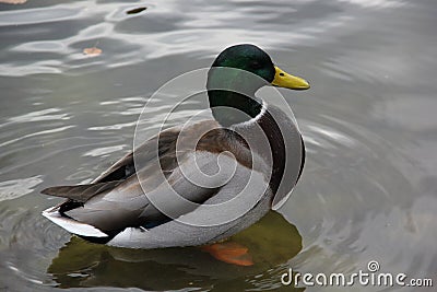 Wild duck swims and eat on the lake Stock Photo