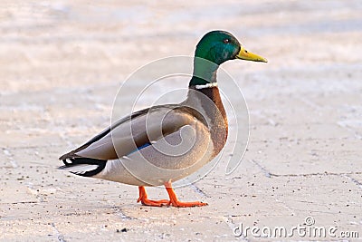 Wild duck walks Stock Photo