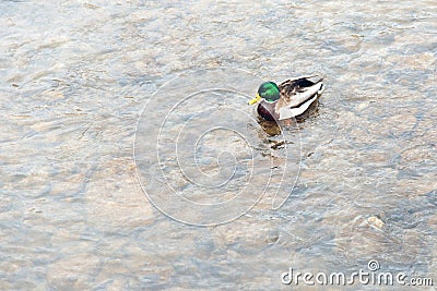 Wild duck on water Stock Photo