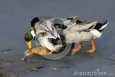 Wild ducks Stock Photo