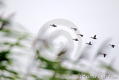 Wild ducks flight by late summer Stock Photo