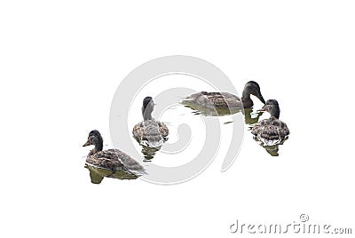 Wild ducks Stock Photo