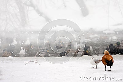 Wild Ducks on frozen snow winter lake landscape. Stock Photo