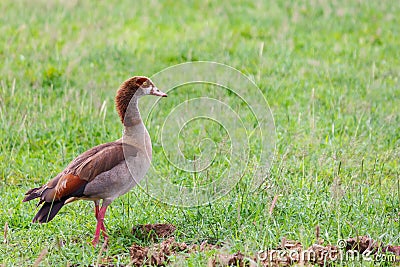 Wild Ducks Stock Photo