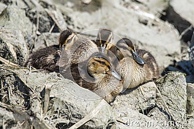 Wild ducks in nest, small mallards family Stock Photo