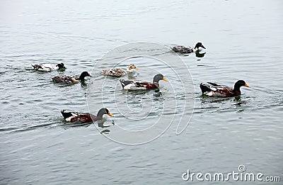 Several wild ducks swam towards the shore.. Stock Photo