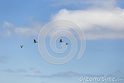wild ducks in the sky Stock Photo