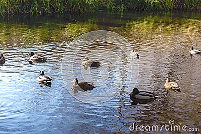 Ducks on the pond Stock Photo