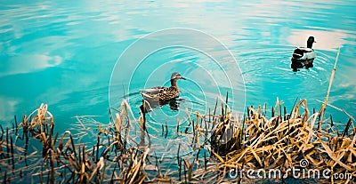 Wild ducks swim near the shore in the lake, the water surface of which reflects the blue sky with clouds. The beauty of wild Stock Photo