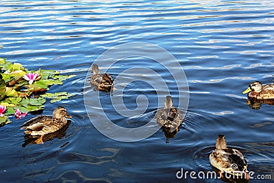 Wild ducks swim in the pond Stock Photo