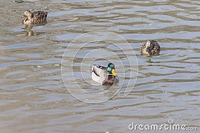 Wild ducks swim in the pond Stock Photo