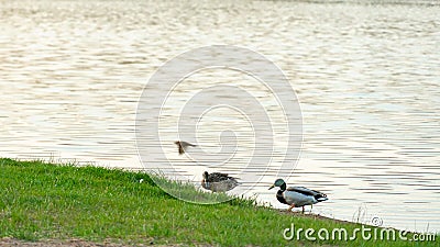 Wild ducks swim serenely on the surface of the water. White swan and ducks swim on the lake in summer. Hunting fowl in the forest Stock Photo