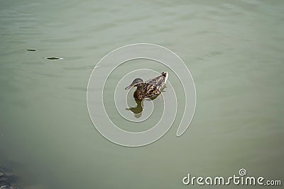 Wild ducks swimming in the Dumbrava lake, Sibiu. Stock Photo