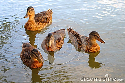 Wild ducks Stock Photo