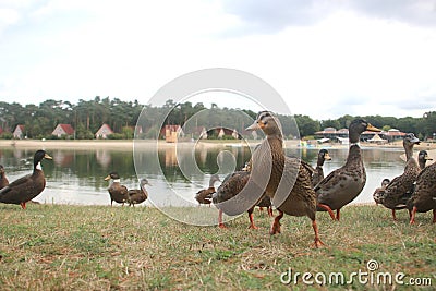 wild ducks in a troop along a lake on landgoed `t Loo in the Netherlands. Stock Photo