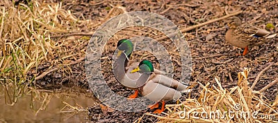 Wild ducks (two drakes and a duck) on the bank of the river. Stock Photo