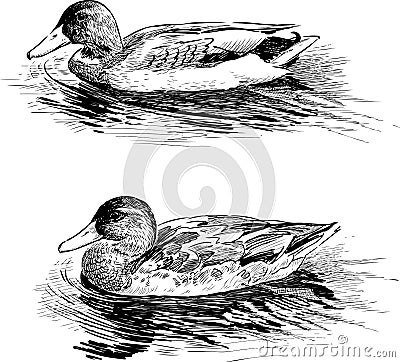 Wild ducks Vector Illustration