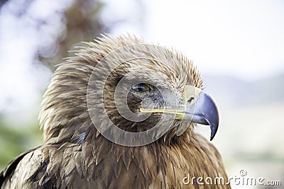 Wild eagle in captivity Stock Photo