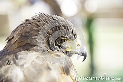 Wild eagle in captivity Stock Photo