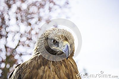 Wild eagle in captivity Stock Photo