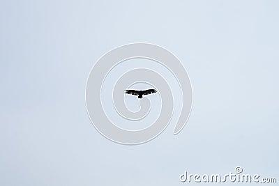 Wild eagle flying above Point Reyes point in California. Stock Photo