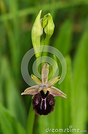 Wild Early Spider Orchid flower - Ophrys sphegodes subsp. atrata Stock Photo