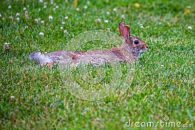 Wild Eastern cottontailed rabbit (Sylvilagus floridanus) resting in a Wisconsin field of clover Stock Photo