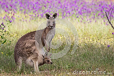 Wild Eastern Grey Kangaroo Mother and Joey, Woodlands Park, Victoria, Australia, November 2017 Stock Photo