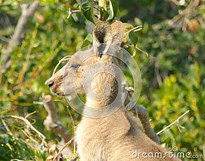 Eastern grey kangaroo in the wild Stock Photo