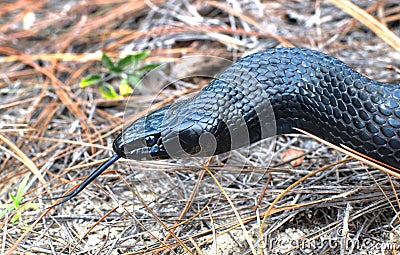 wild Eastern Indigo snake (Drymarchon couperi) with tongue out slithering over long leaf pine needles Stock Photo