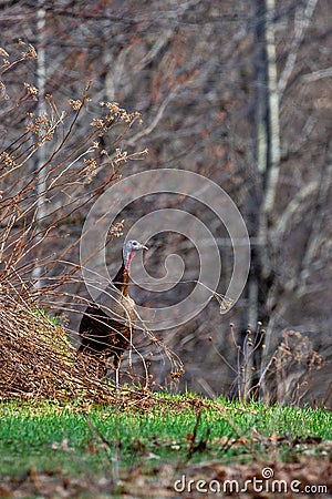 Wild eastern turkey female (Meleagris gallopavo) walking through brush in Wisconsin Stock Photo