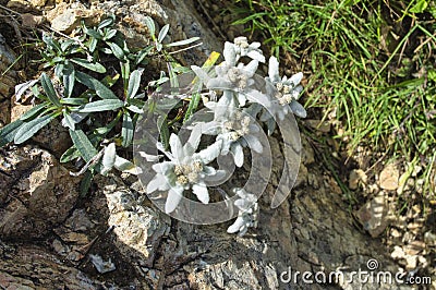 Wild Edelweiss alpine star (leontopodium) Stock Photo