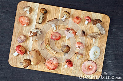 Wild edible various mushrooms on the wooden brown board on the dark background Stock Photo