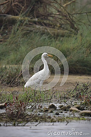 A wild egret walking along the river bank in Chitwan National Park in Nepal Stock Photo