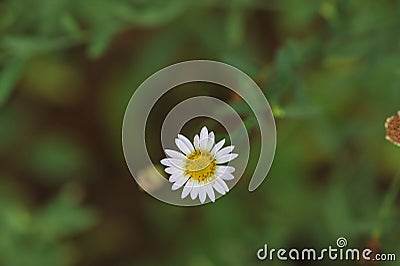 Elegant daisies Stock Photo