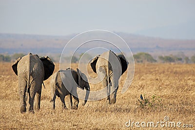 Wild Elephant Stock Photo