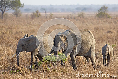 Wild Elephant Stock Photo