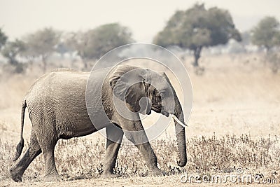 Wild Elephant Stock Photo