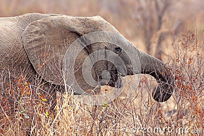 Wild Elephant Stock Photo