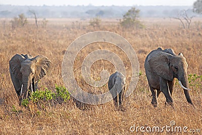 Wild Elephant Stock Photo